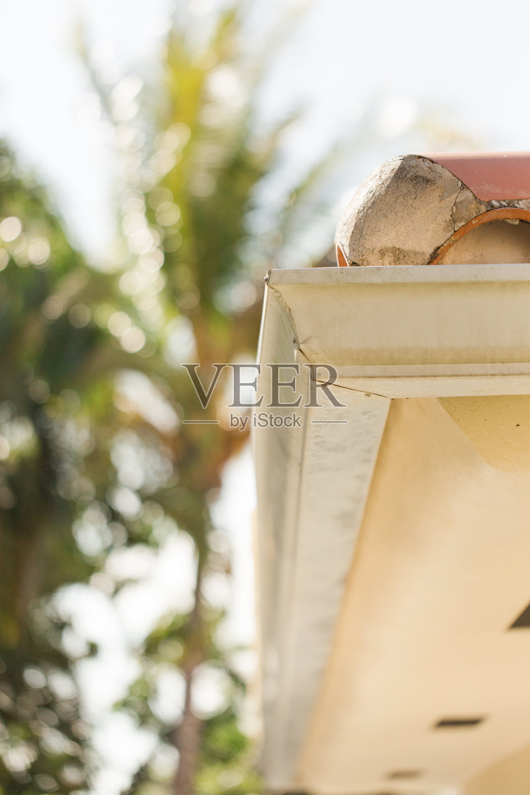 2023年春天,南佛罗里达住宅后院肮脏的白色金属排水沟,周围是热带植物和棕榈树照片摄影图片