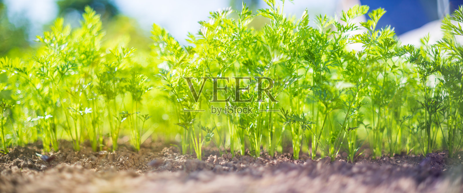 种在土壤里的庄稼在阳光下成熟。耕地长满了嫩芽。种植在床上的农业植物。绿色天然粮食作物照片摄影图片