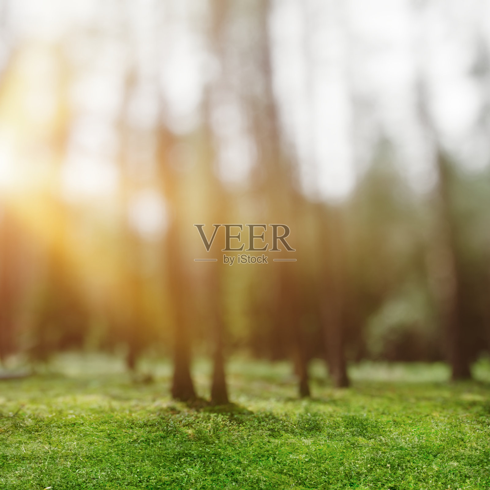 森林散景照片摄影图片