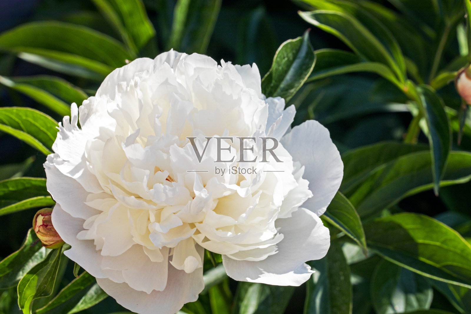 柔软的白色稀有品种牡丹特写,喜庆的婚礼背景照片摄影图片