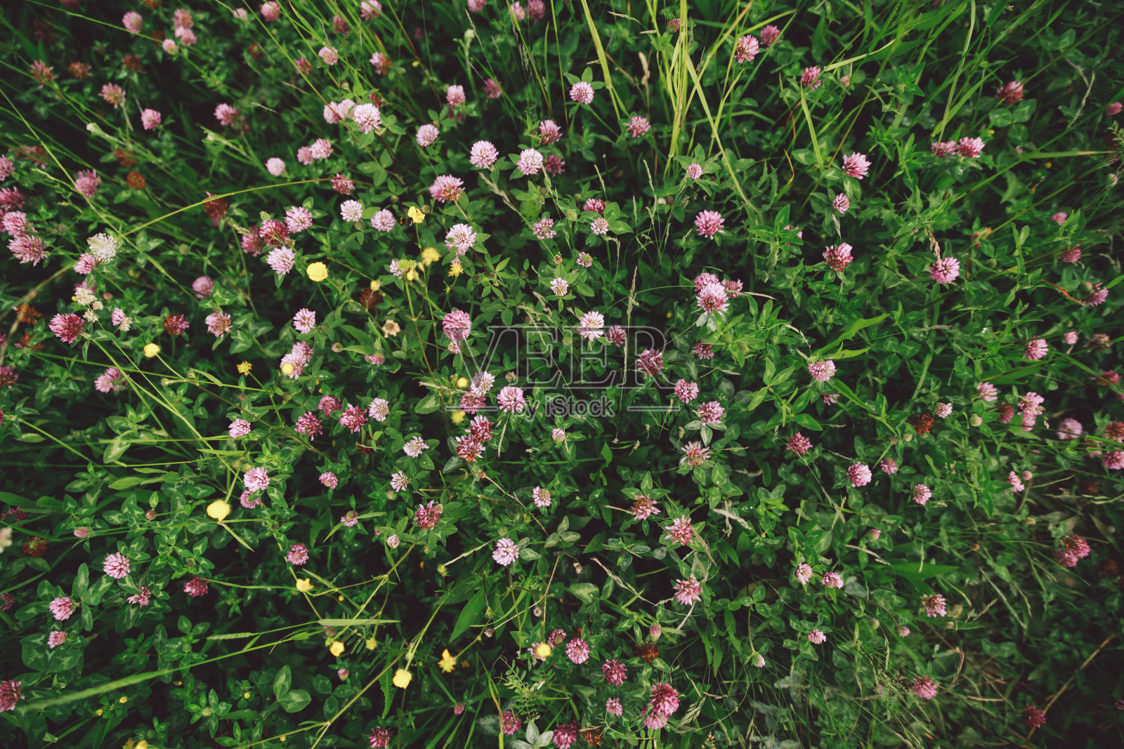 正上方的镜头的花生长在田野上照片摄影图片