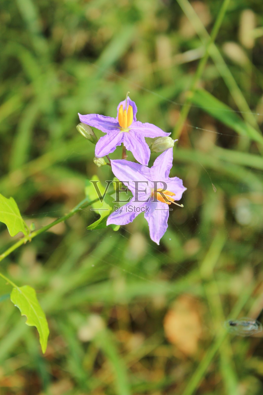 户外紫色花朵盛开的特写照片摄影图片