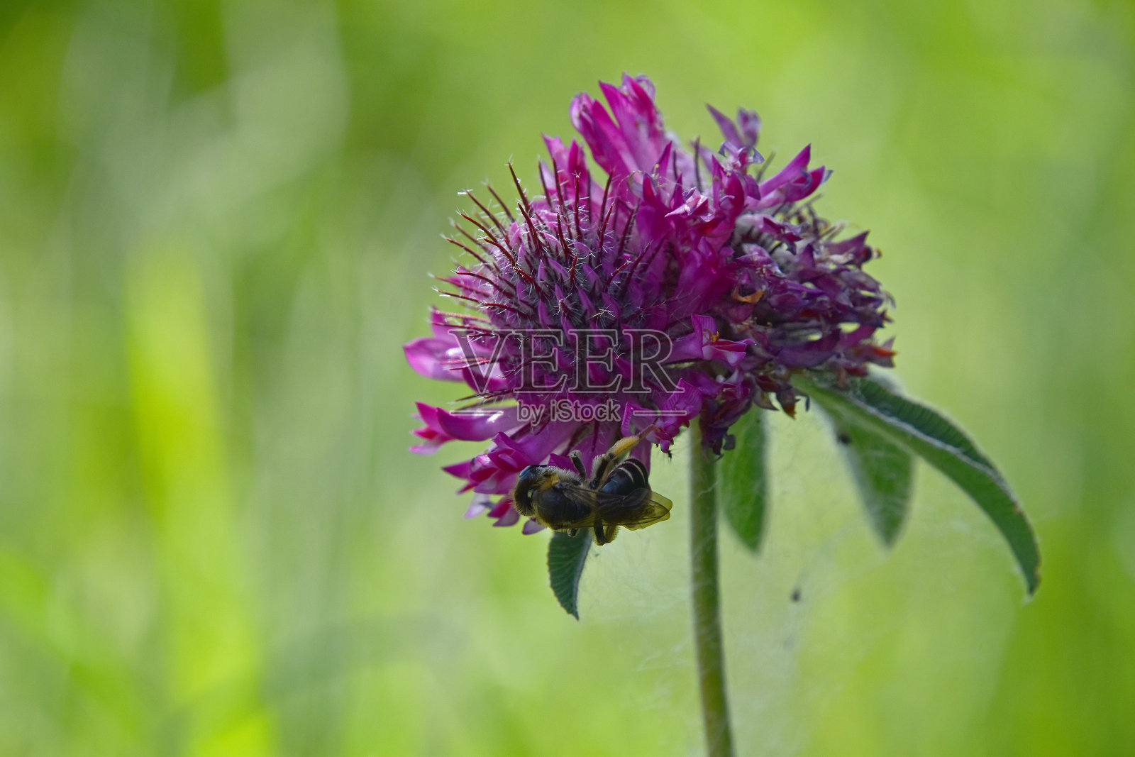 蜜蜂在深红色三叶草上授粉的特写照片摄影图片