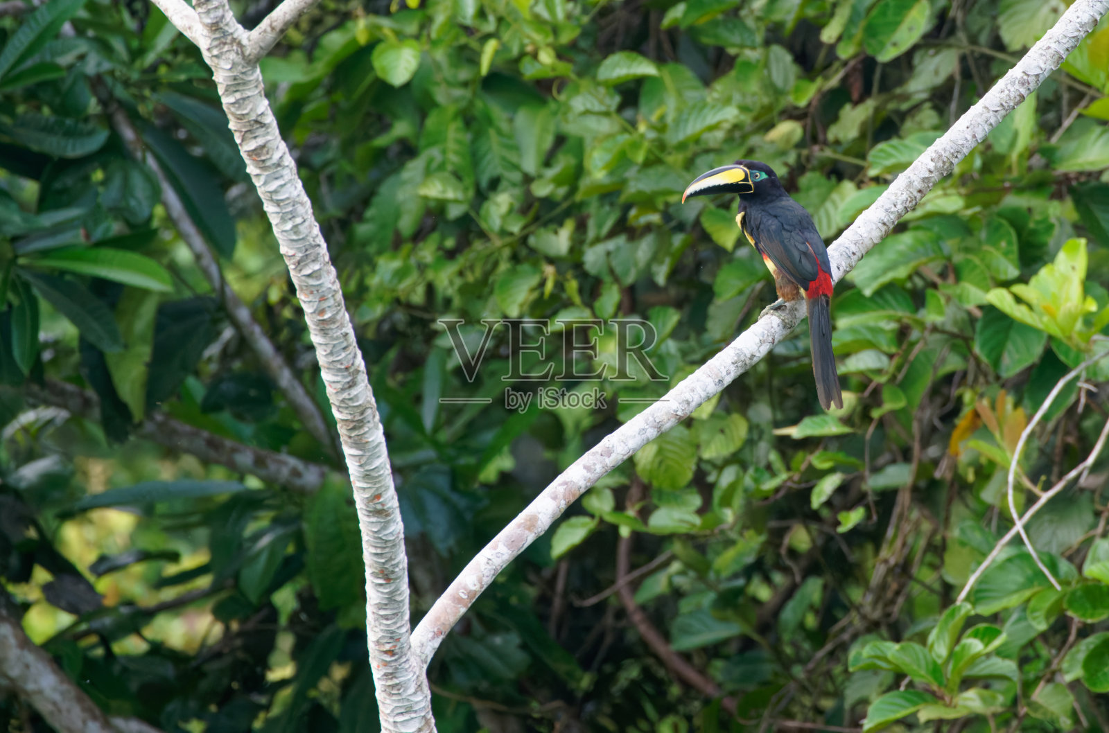 Many-banded Aracari照片摄影图片