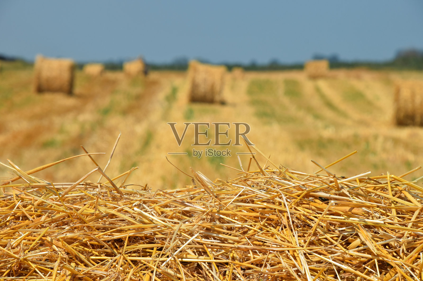 草地生长特写照片摄影图片