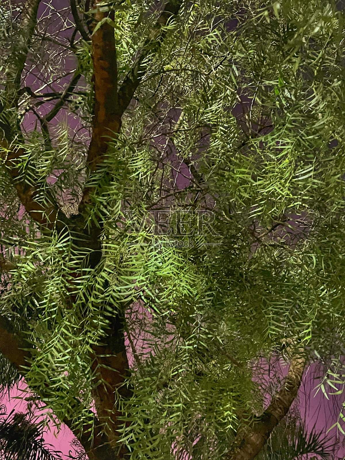 树的绿叶构成了纹理照片摄影图片