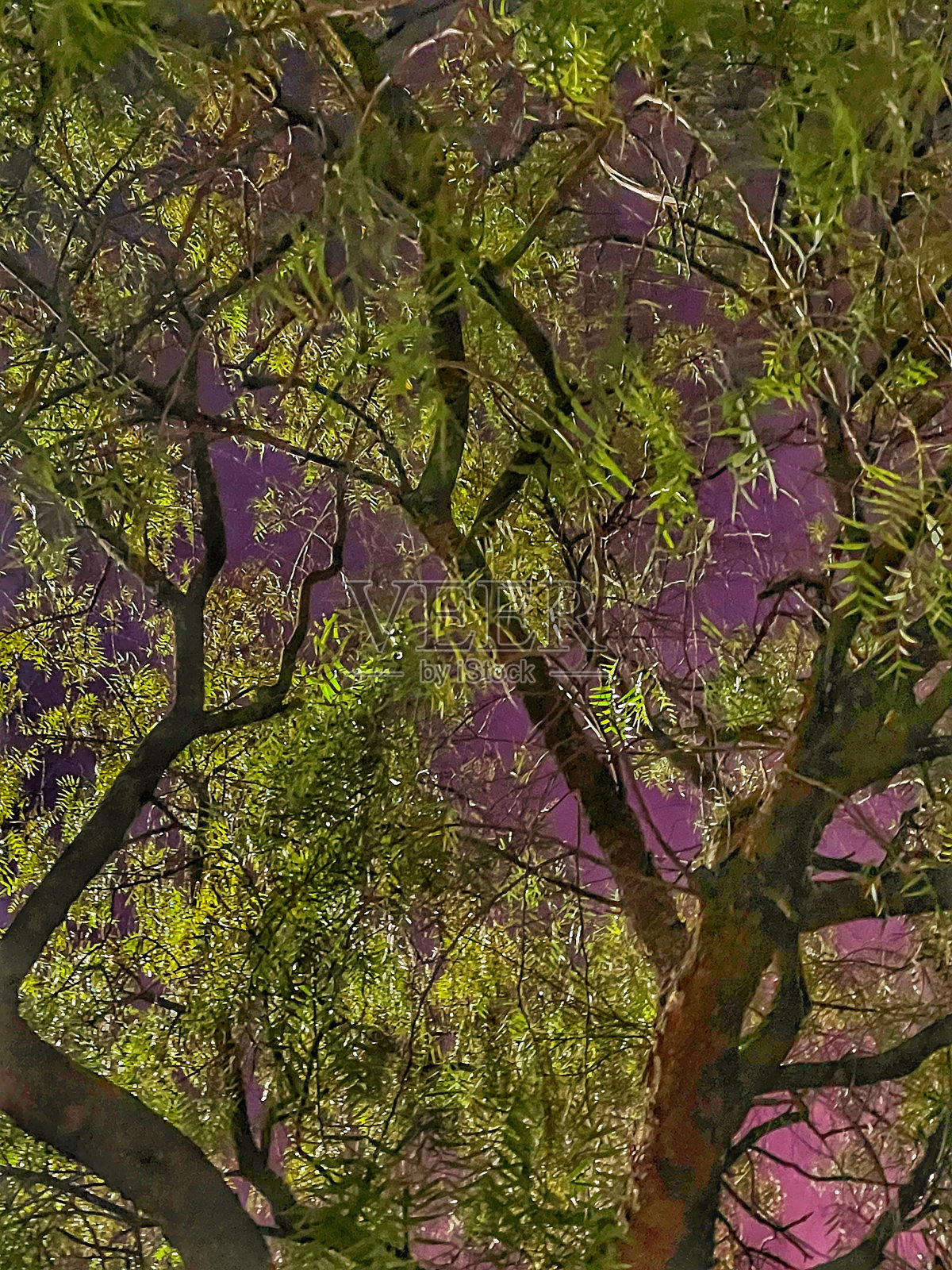 树枝和绿叶在光线下的特写。照片摄影图片