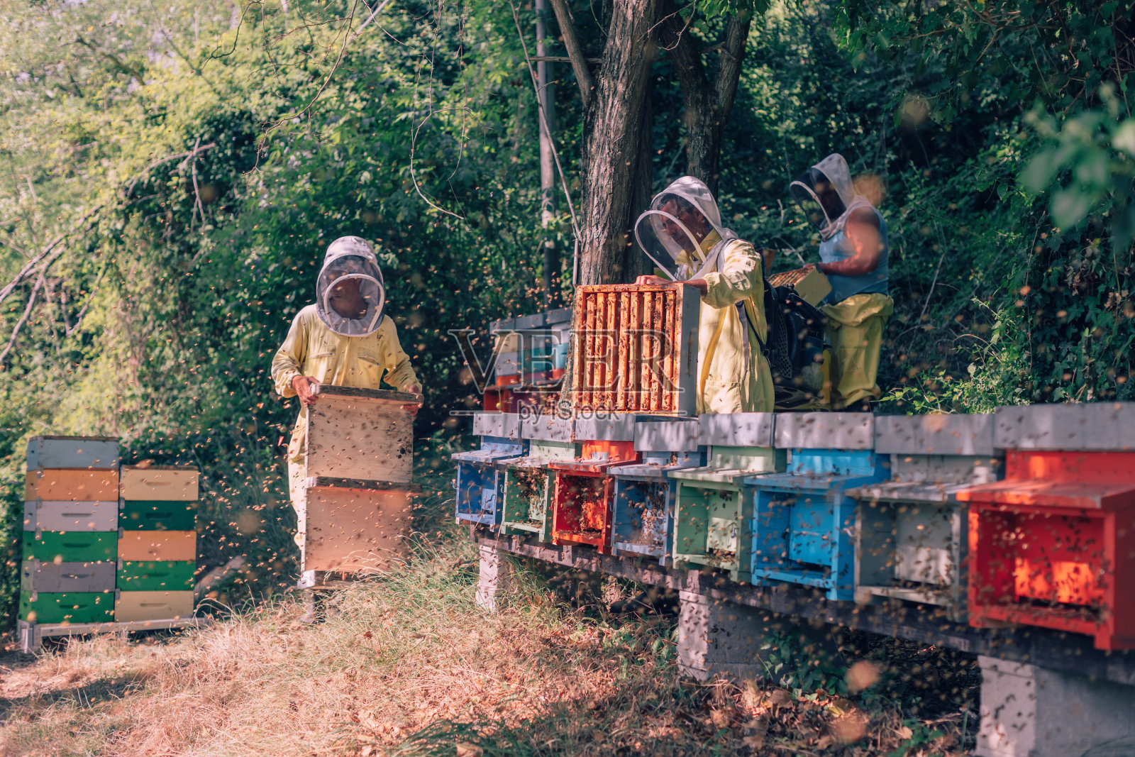 养蜂:养蜂人在蜂巢地里工作照片摄影图片