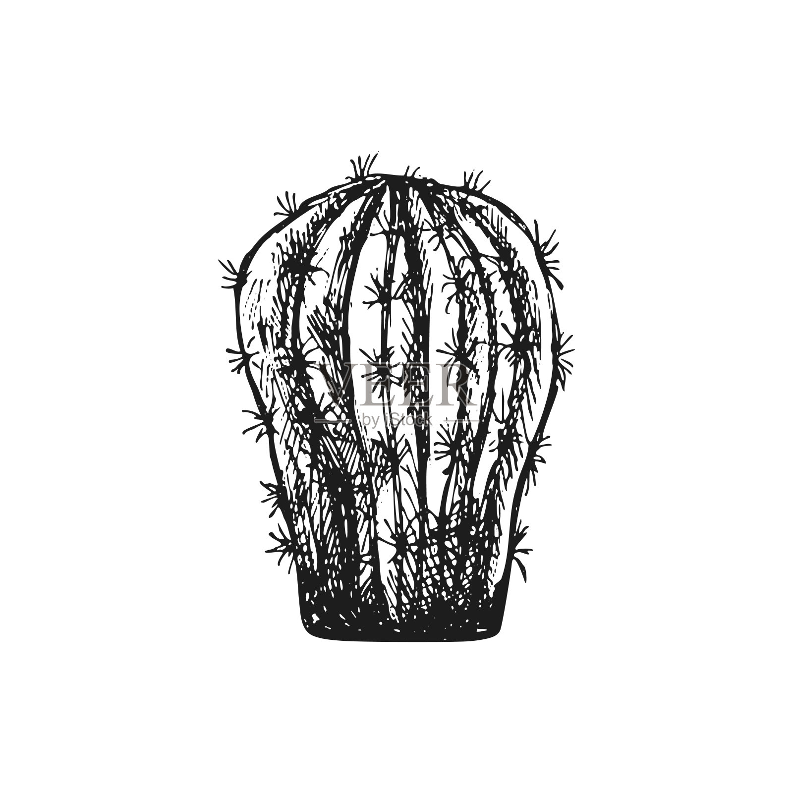 手绘矢量草图的仙人掌。设计的孤立元素。的插图。用于标签、包装和明信片设计的元素。单色画。插画图片素材