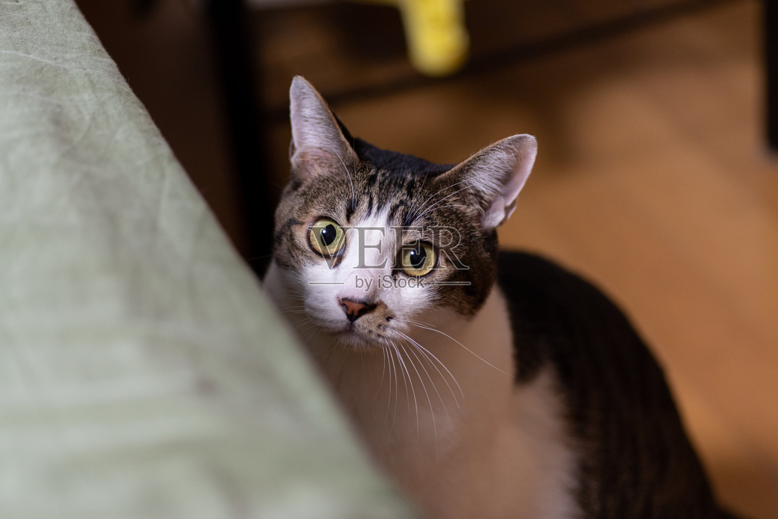 盯着猫照片摄影图片