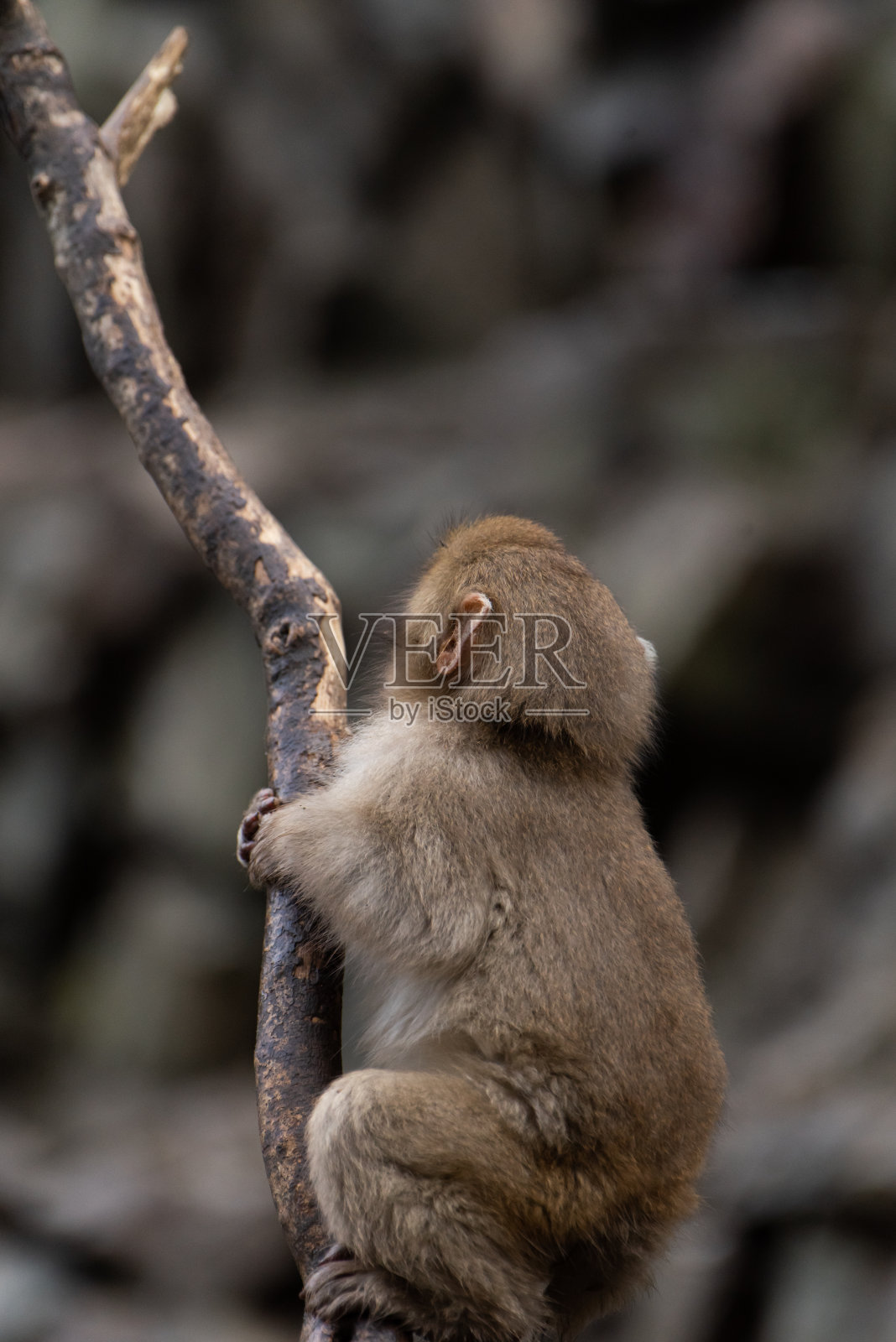 小猴子在爬树照片摄影图片