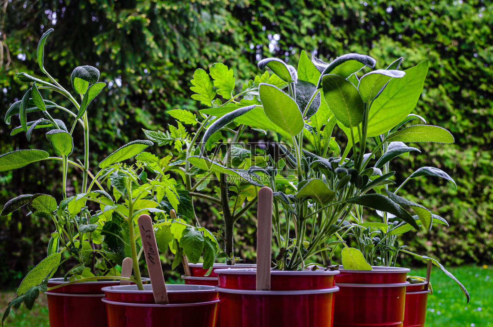 一小群草药和蔬菜在红色的幼苗杯准备种植。照片摄影图片