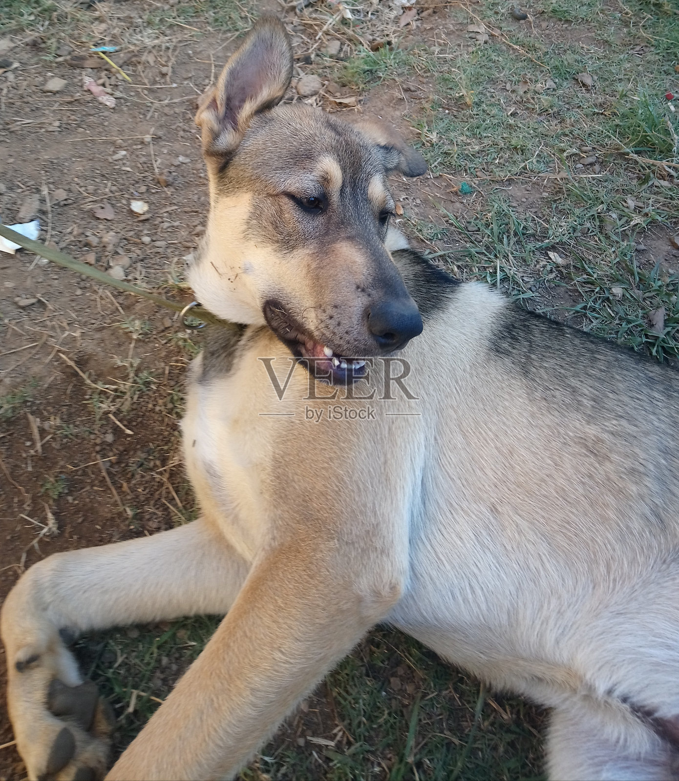 会笑的狗狗,照片摄影图片