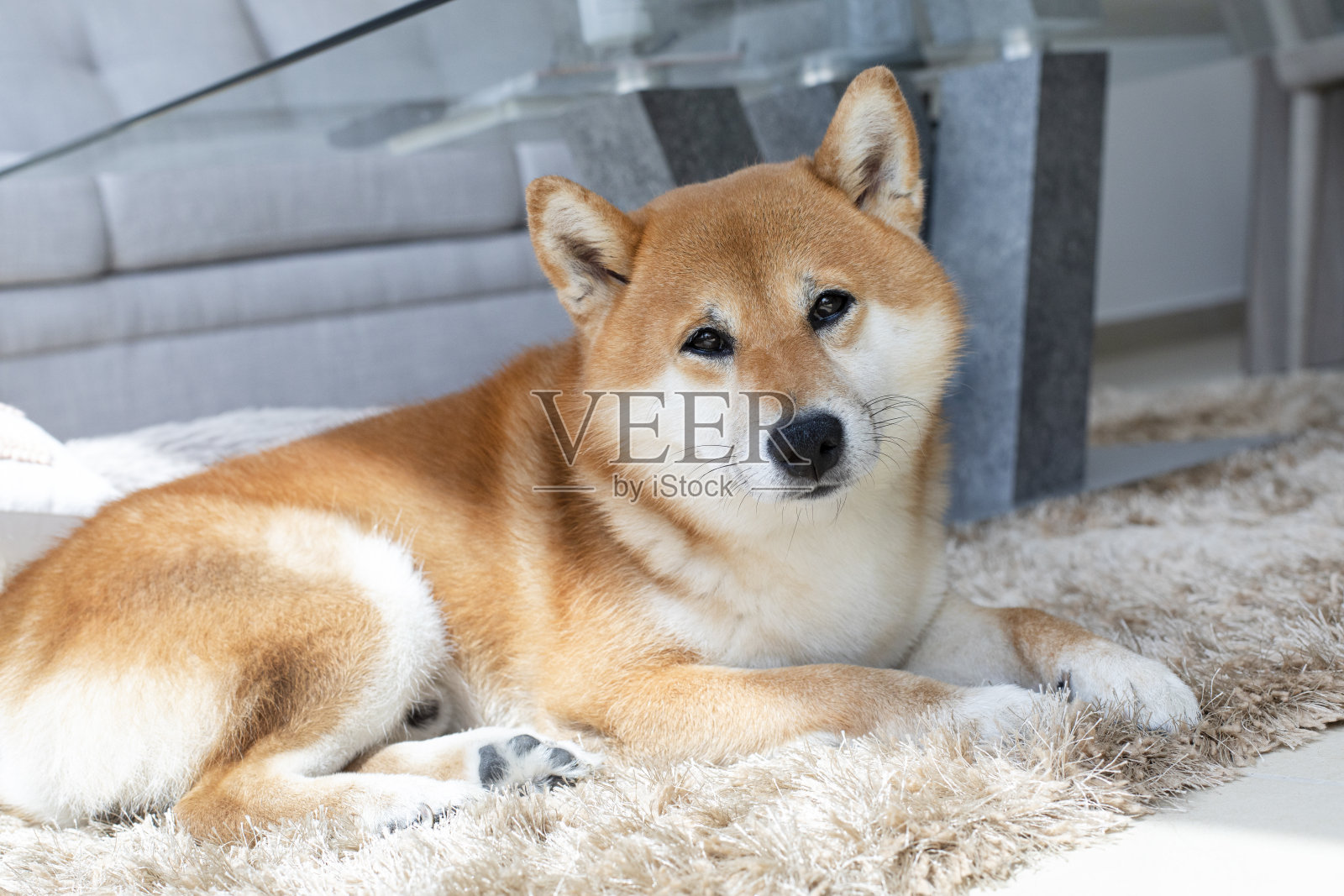 可爱的红色小柴犬在白色床单上睡觉照片摄影图片