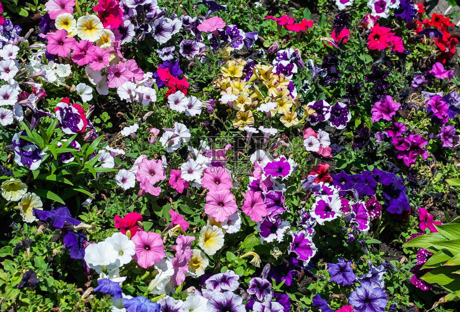 花园里五颜六色的矮牵牛花照片摄影图片