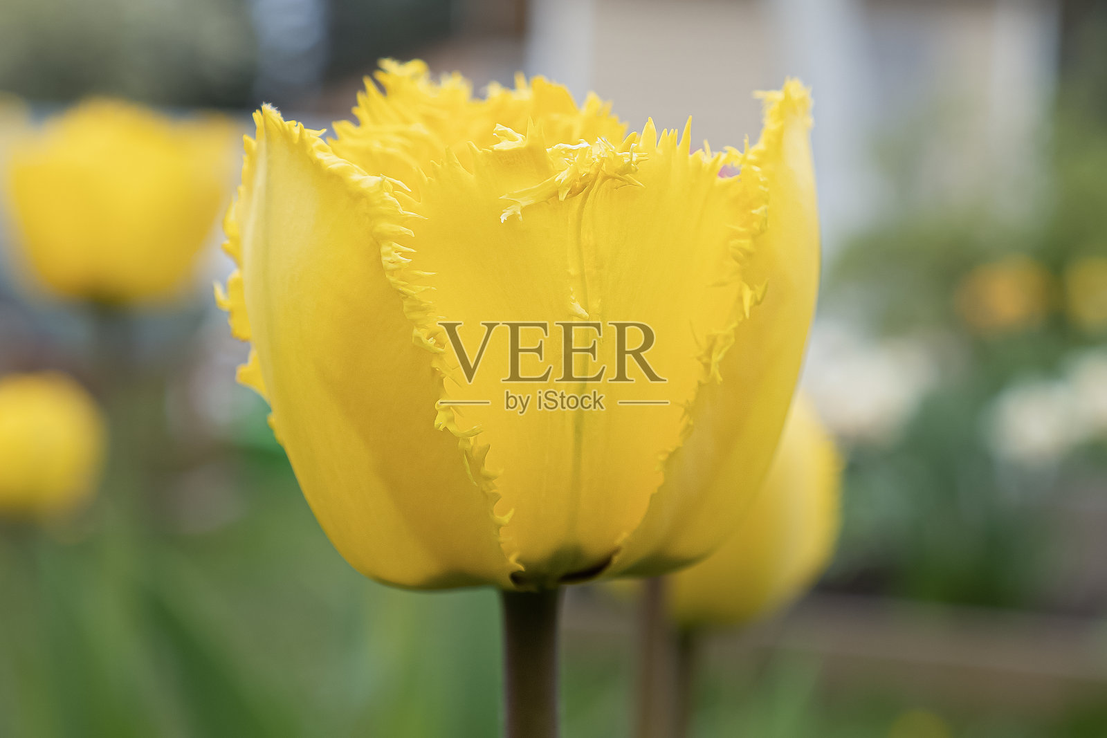 花。郁金香。园艺。景观-自然。贺卡照片摄影图片