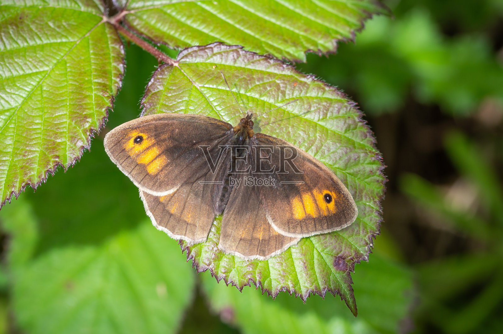 棕色蝴蝶趴在一片黑莓叶子上照片摄影图片