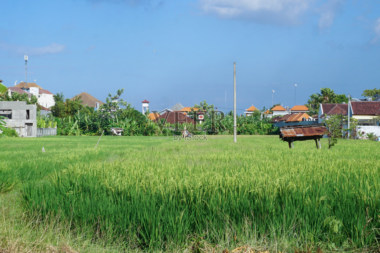 葱郁的稻田在房屋中间。照片摄影图片