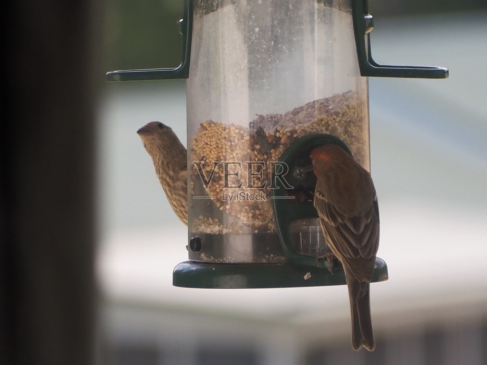 喂食器上的鸟照片摄影图片
