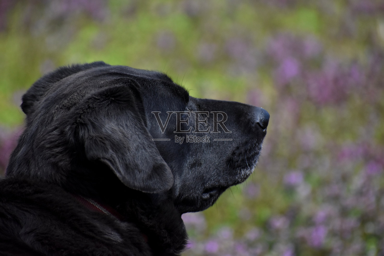 白日做梦照片摄影图片