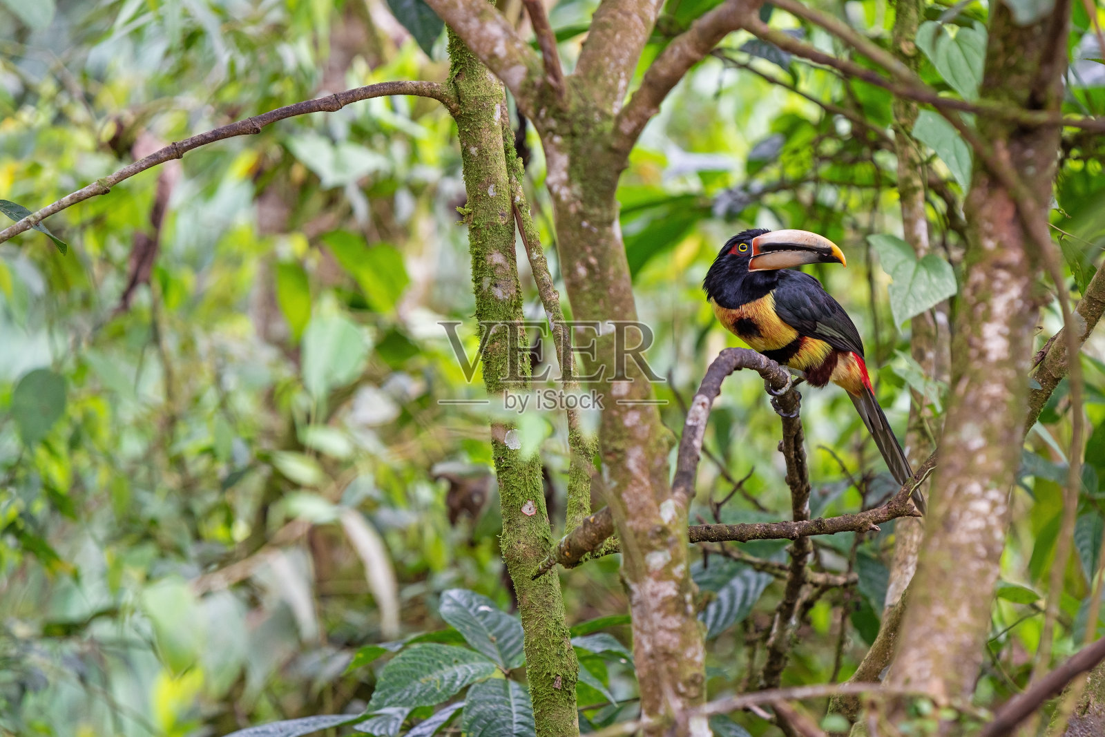 阿拉卡里,明多云雾森林,厄瓜多尔照片摄影图片