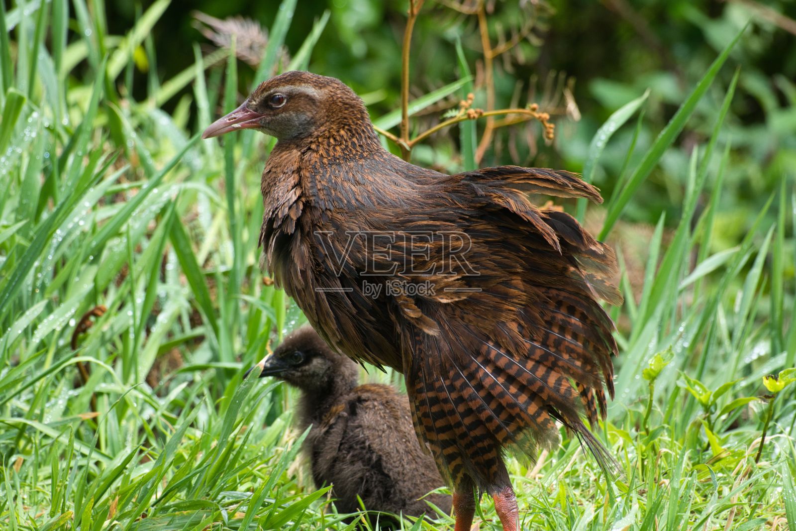 维卡鸟妈妈和它的小鸟宝宝栖息在草地上照片摄影图片
