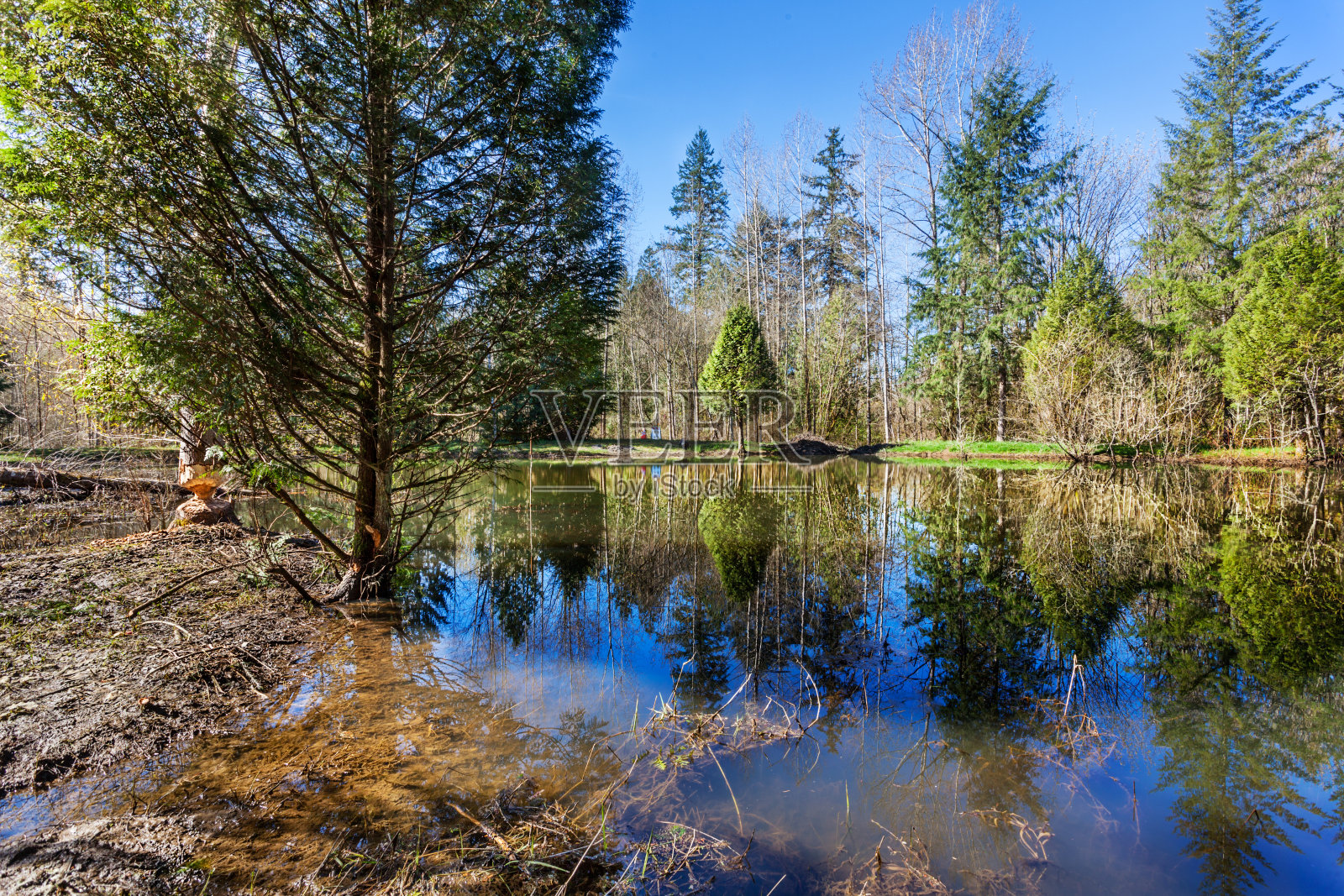 有海狸活动的雨水池照片摄影图片