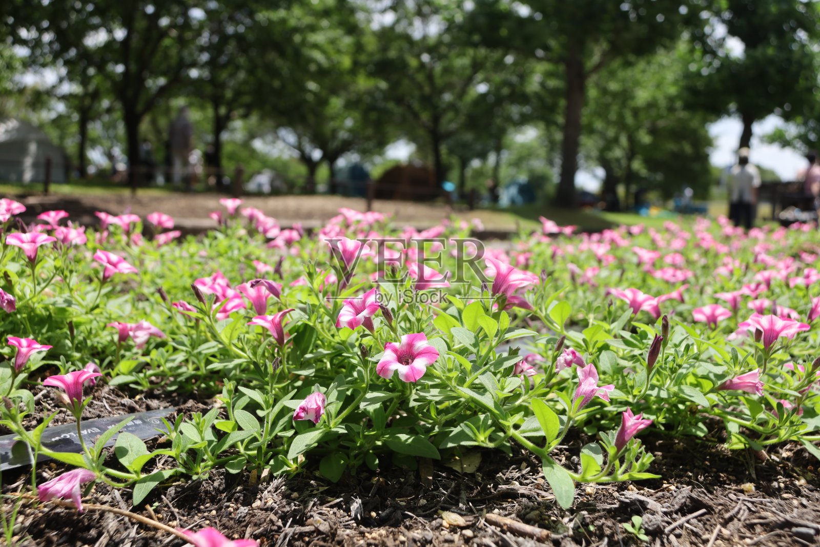 夏日微风吹过的公园里盛开的牵牛花。照片摄影图片