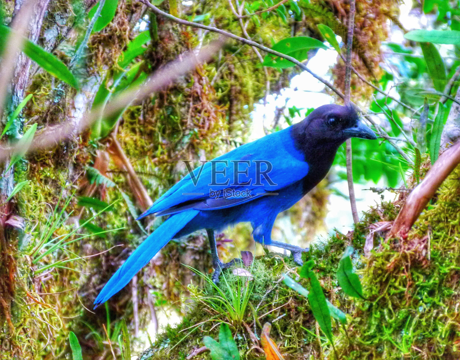 蓝色苏茜照片摄影图片