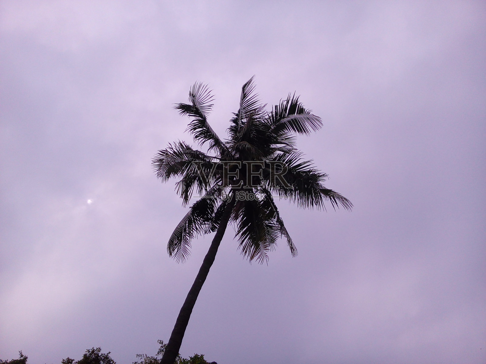 椰子树剪影。照片摄影图片