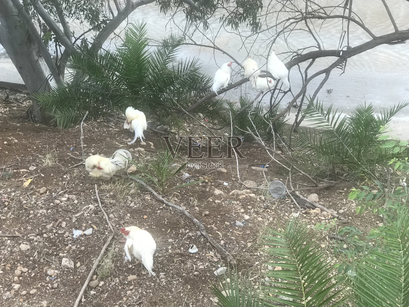 Freelife照片摄影图片