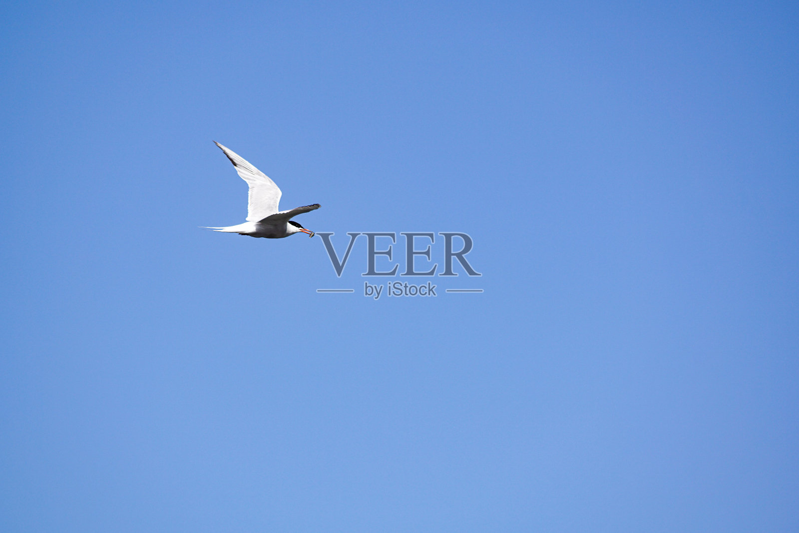 低角度看燕鸥在晴朗的蓝天下飞行照片摄影图片