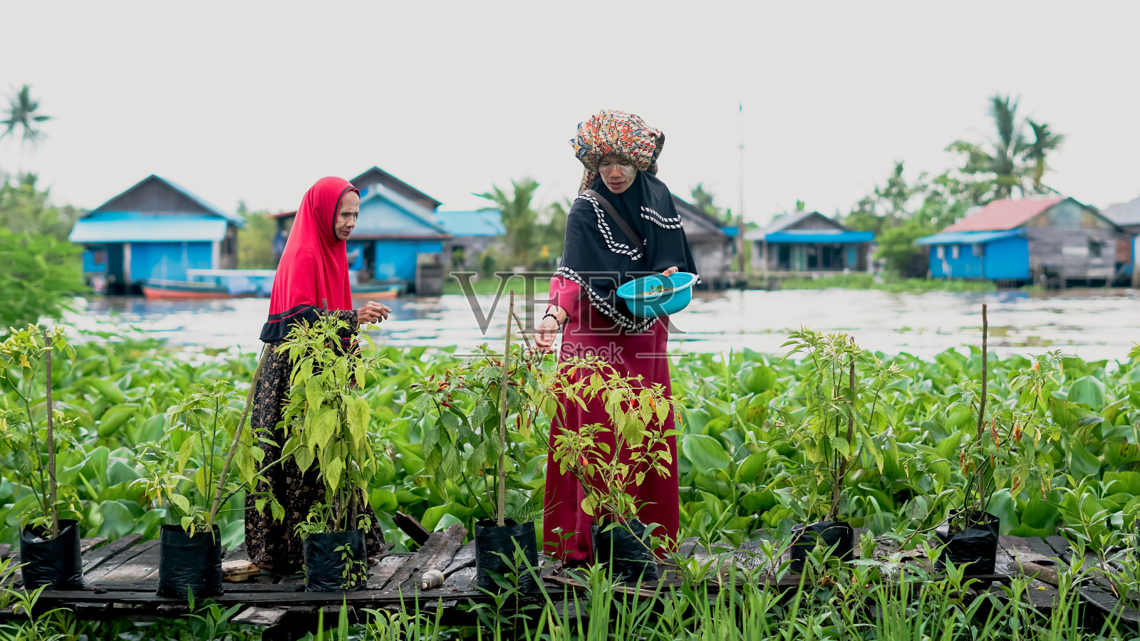 班贾尔族的两名妇女在村里的田地里收获辣椒照片摄影图片