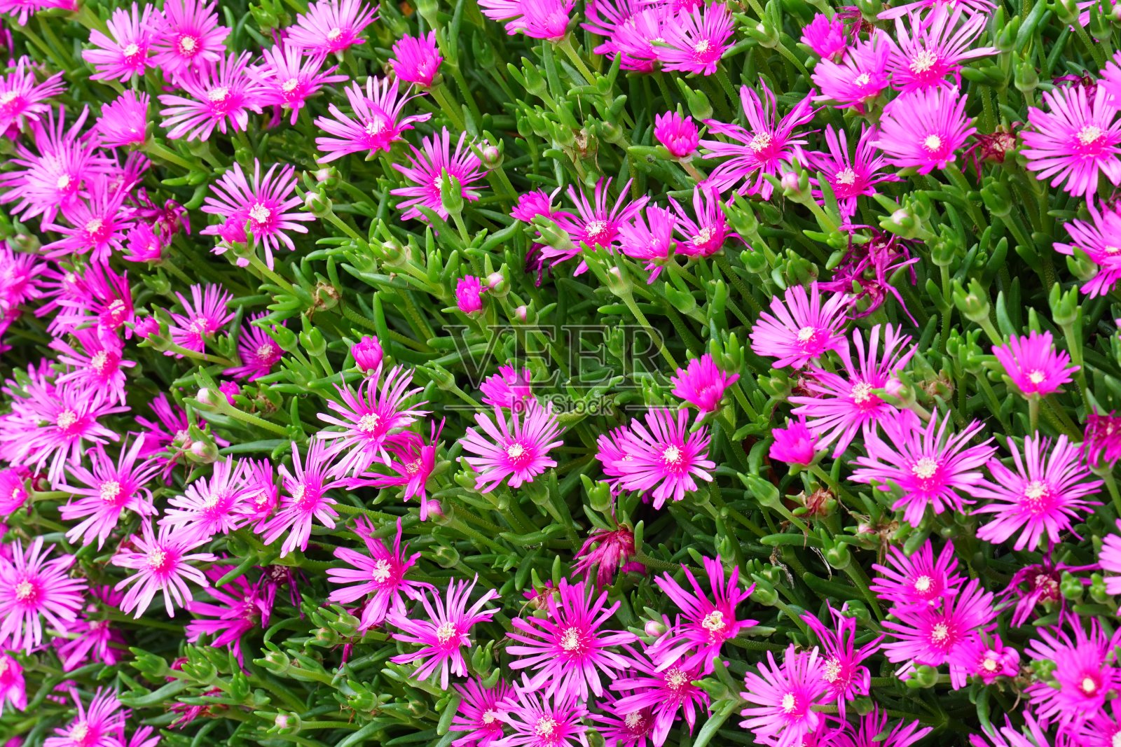 拖冰植物(Lampranthus spectabilis)照片摄影图片