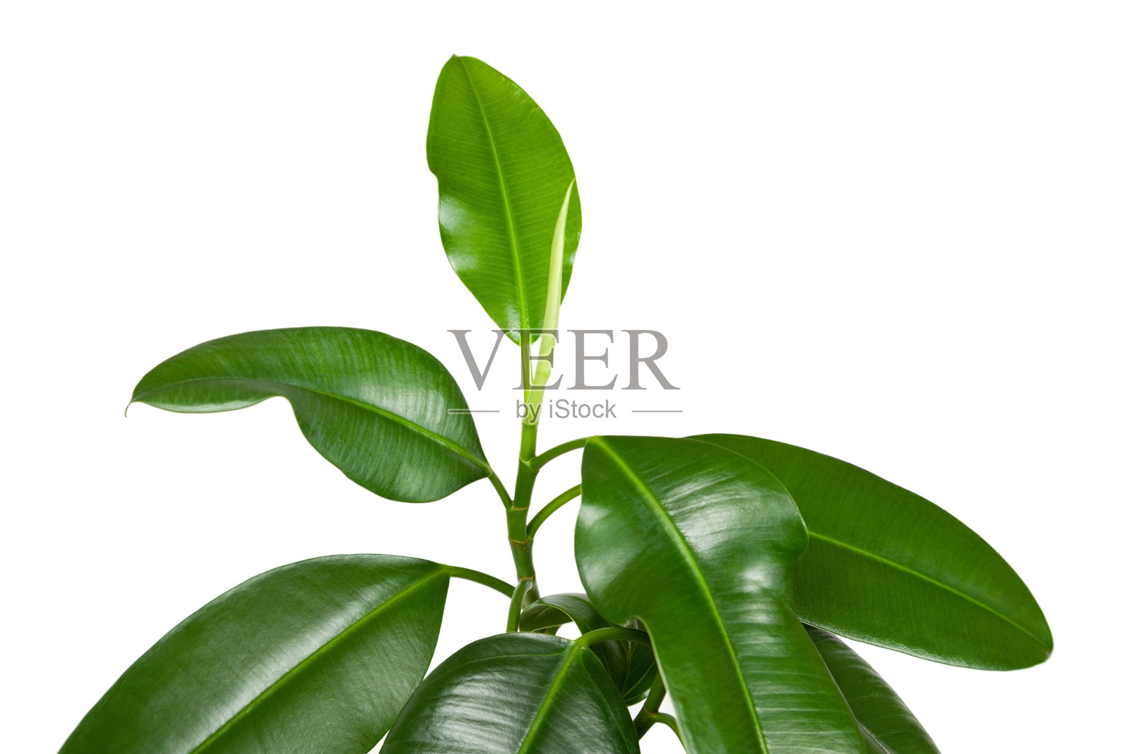 弹性榕,室内植物,上一株白色照片摄影图片