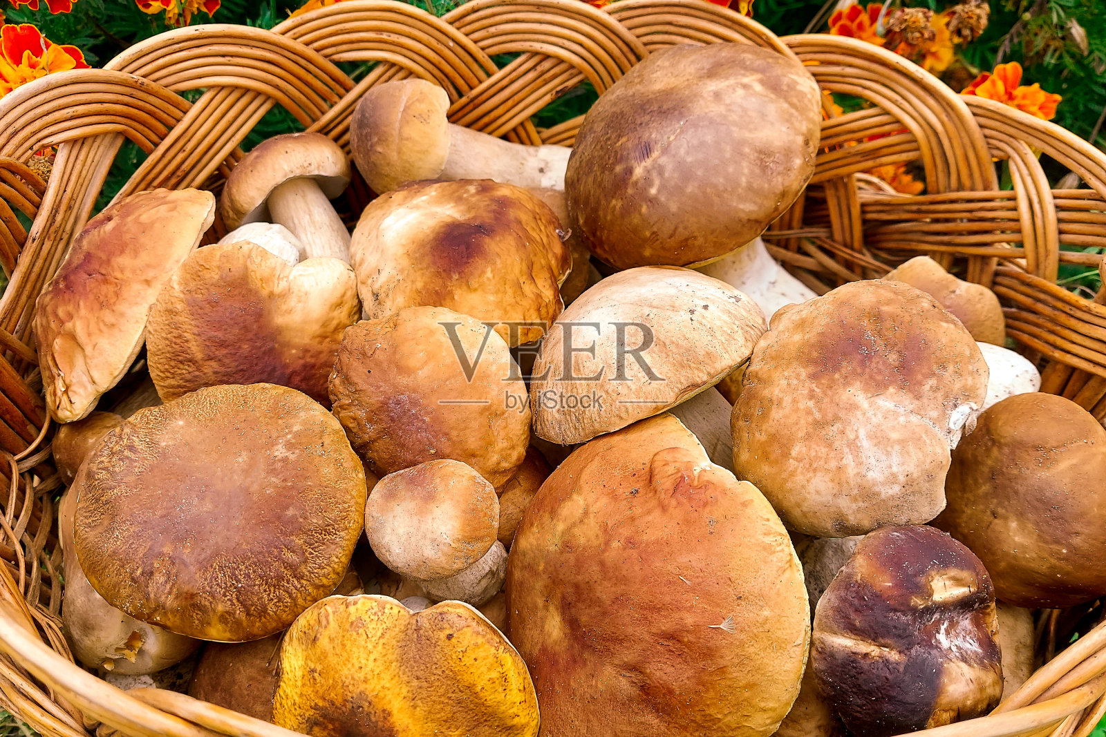 蘑菇。装满蘑菇的篮子特写。mushroom-kicking照片摄影图片