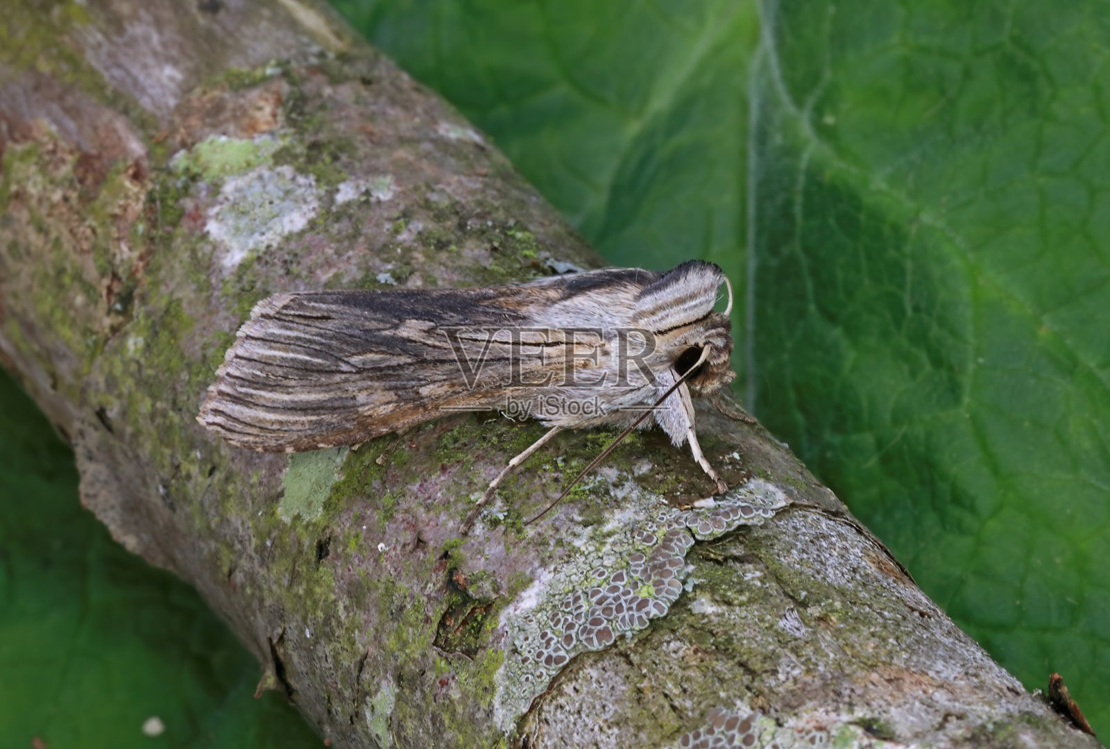 鲨鱼蛾照片摄影图片