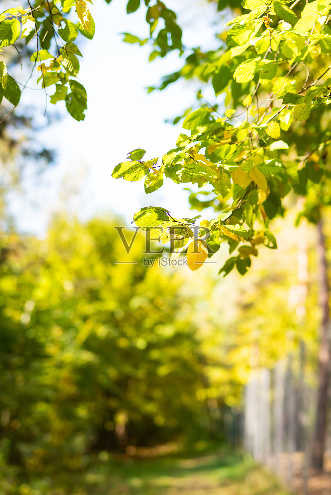 美丽的秋景,黄树和阳光。公园里五颜六色的树叶。秋季概念。照片摄影图片