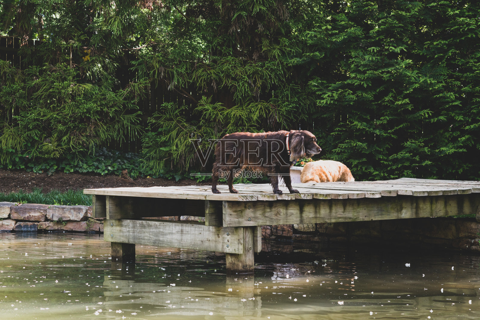 狗照片摄影图片