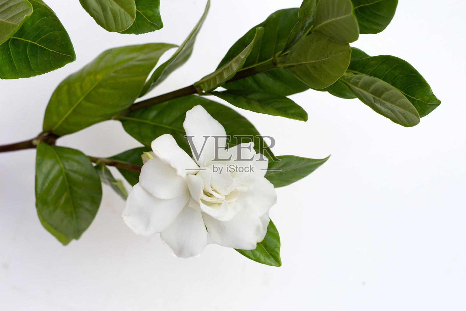 茉莉花或栀子花照片摄影图片