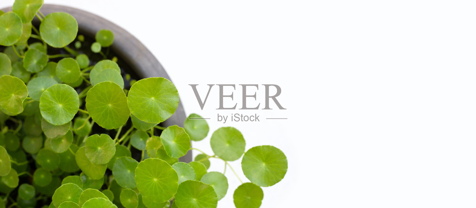 新鲜的绿色积雪草植物照片摄影图片