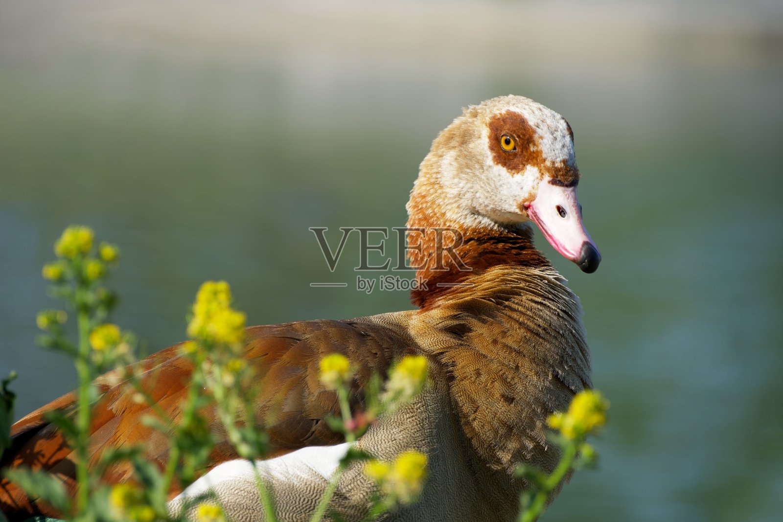 埃及的鹅照片摄影图片