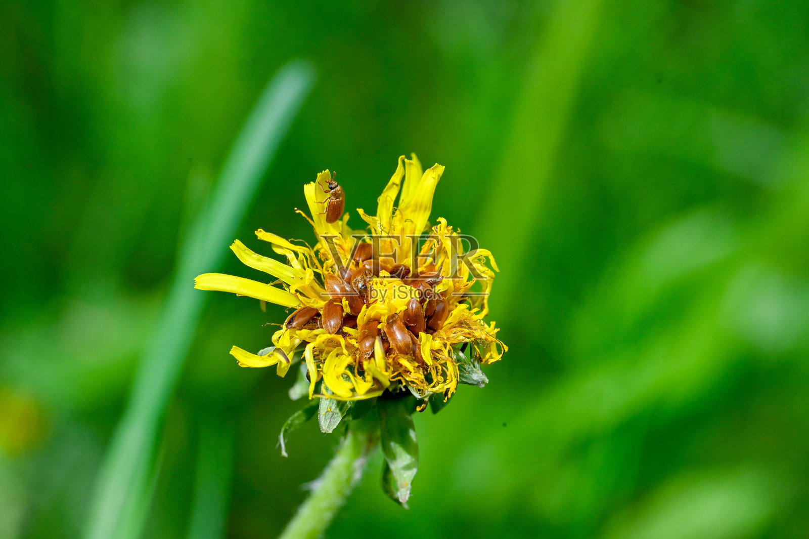 黄色花朵上的一群棕色小甲虫照片摄影图片