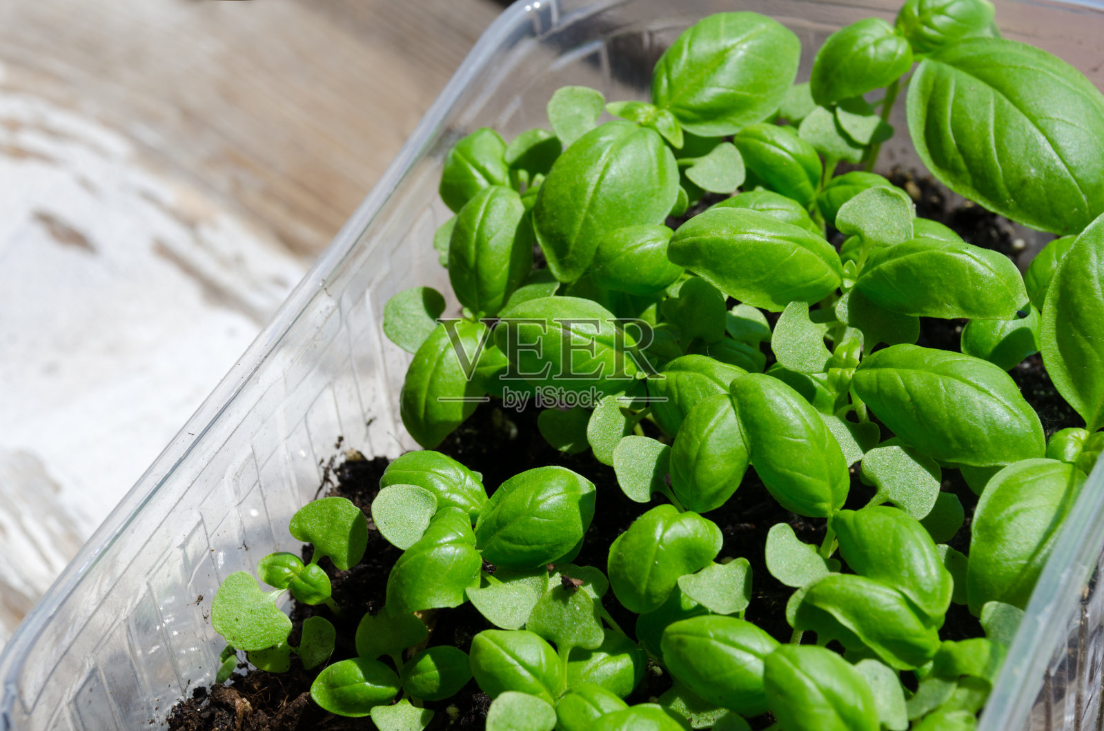 阳台上的新鲜蔬菜,烹饪用的新鲜香草。照片摄影图片