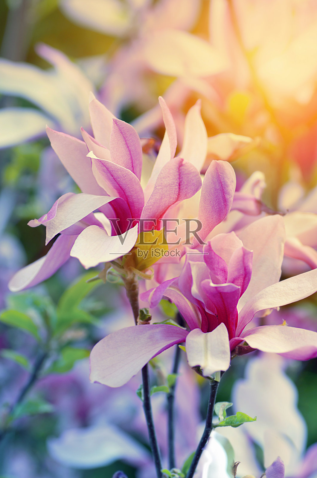 白玉兰在阳光下绽放,日出或日落时粉红色的色调。照片摄影图片