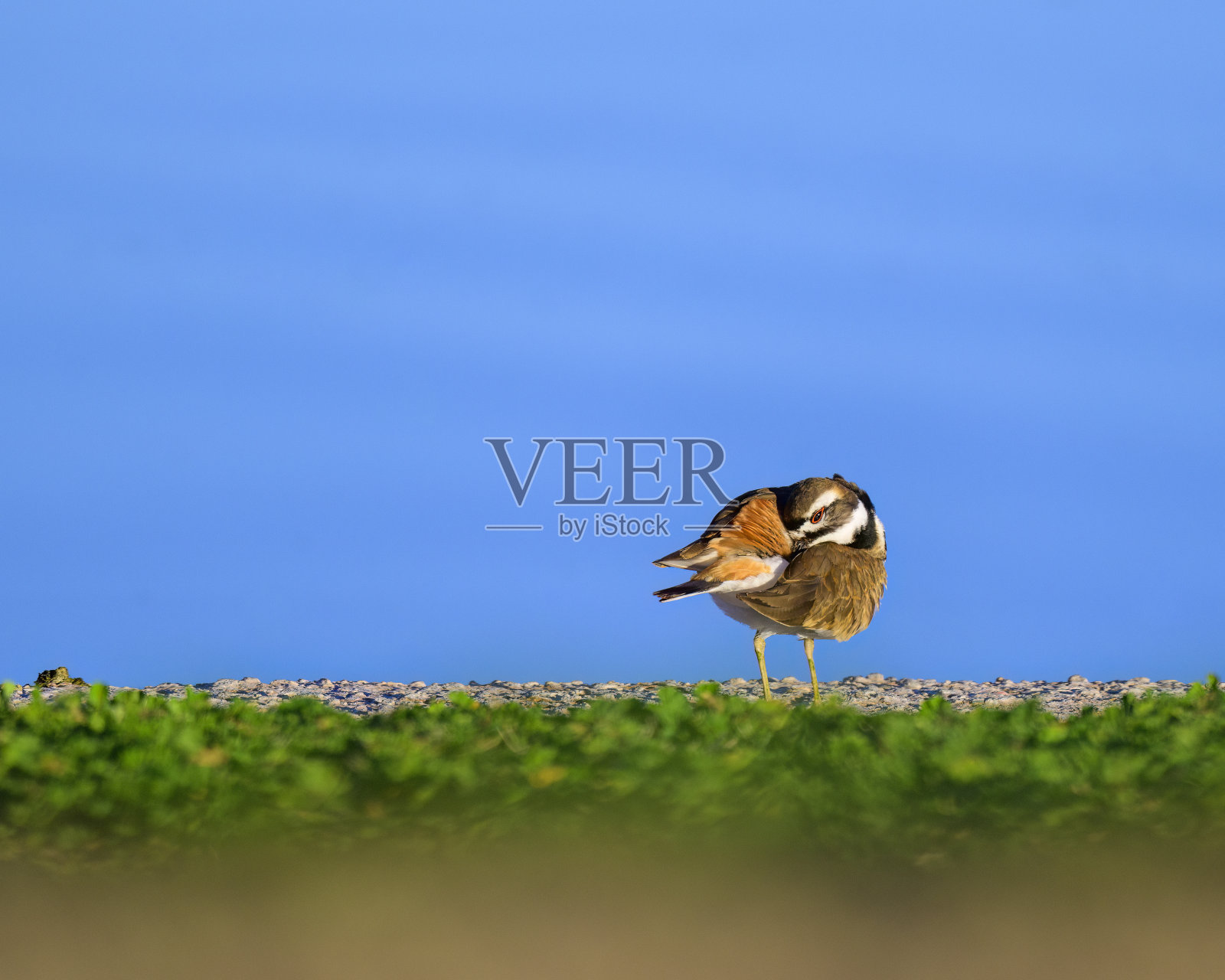 小水鸟滨照片摄影图片