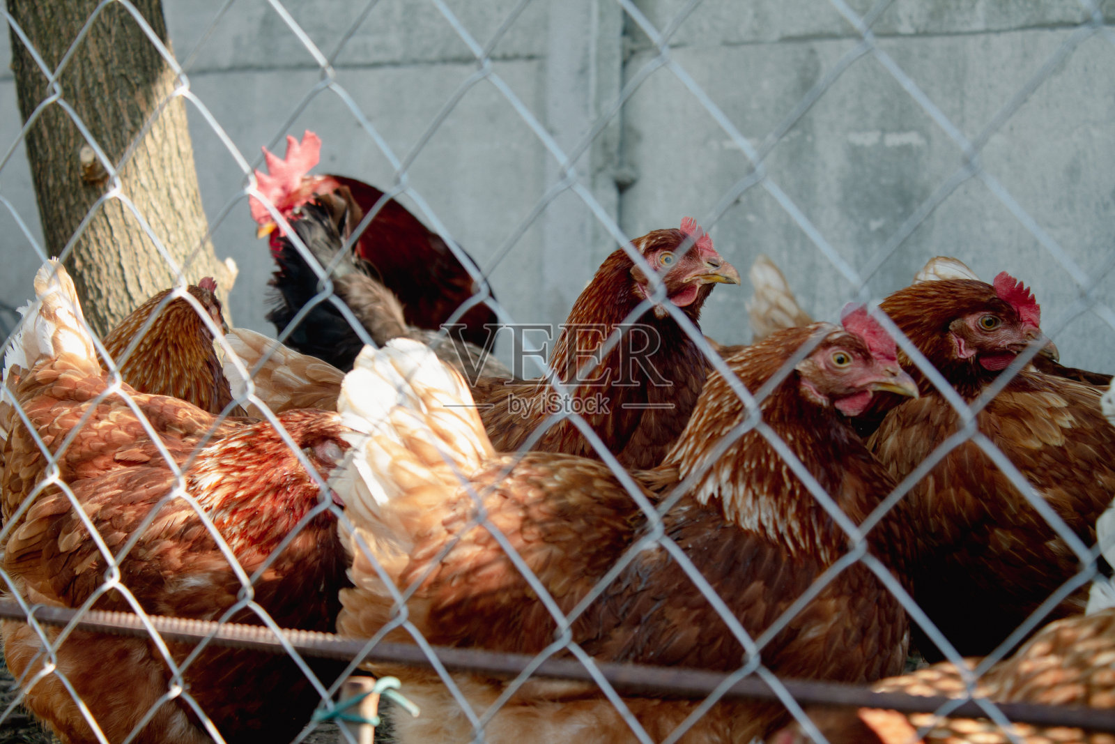 鸡照片摄影图片