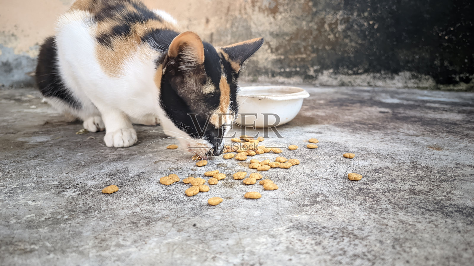 一只可怜的三色猫在地板上津津有味地吃着干粮照片摄影图片