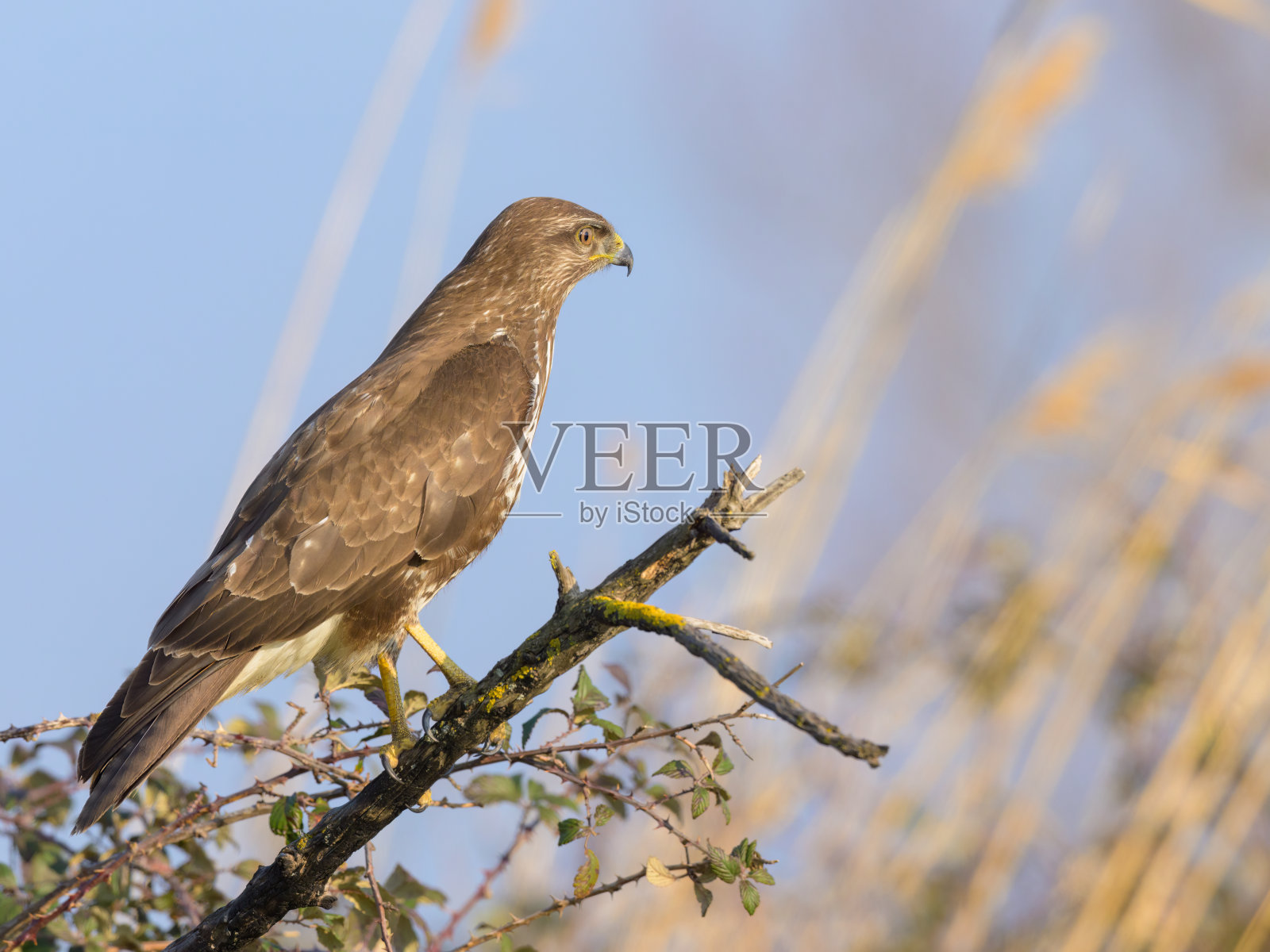 一只坐在树上的秃鹰照片摄影图片