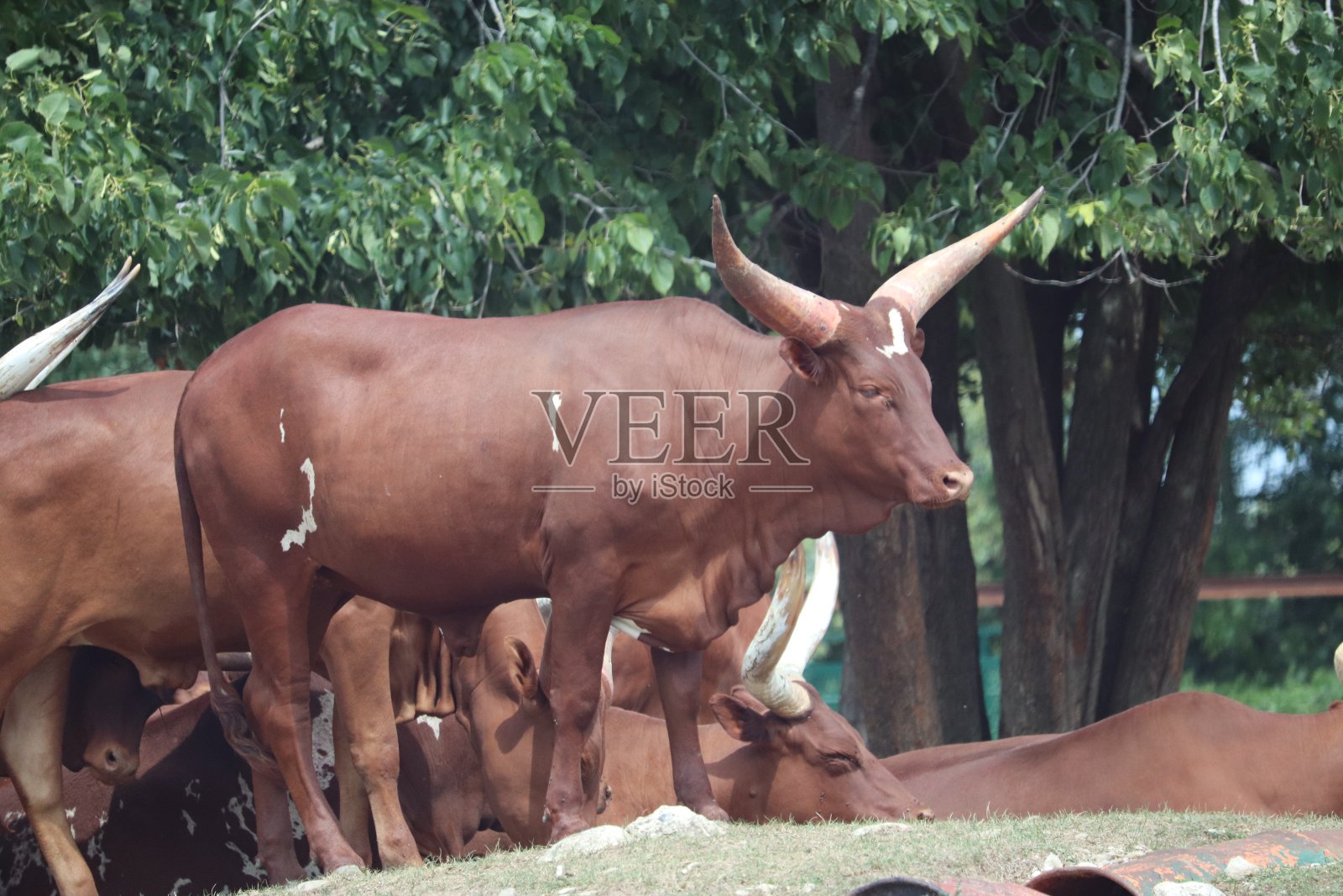 动物照片摄影图片